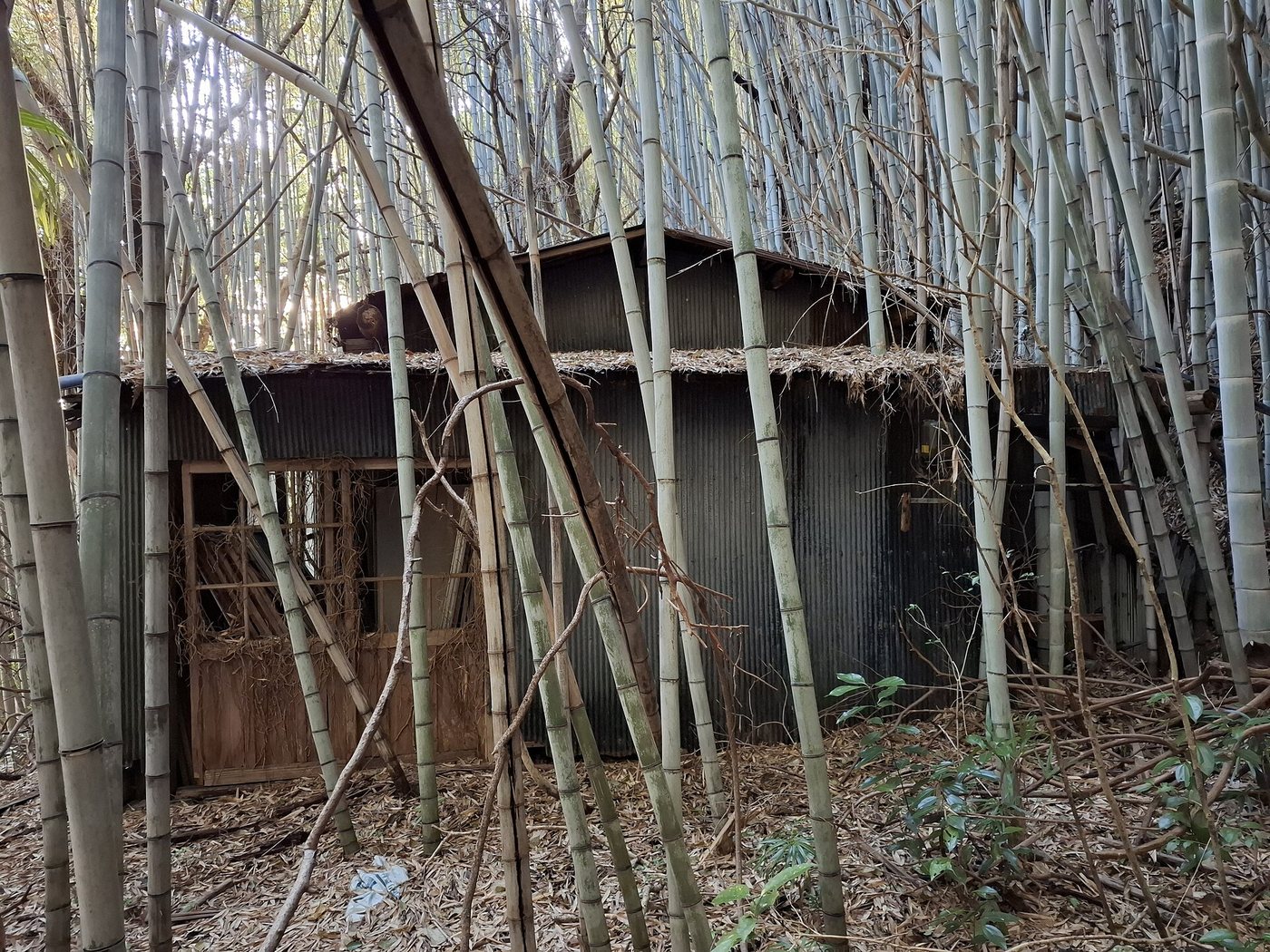 O casă părăsită în Yamaguchi, în 2026: acoperișul s-a lăsat, bambusul a crescut prin curte. Japonia are nouă milioane de locuințe goale, 744 de așezăr